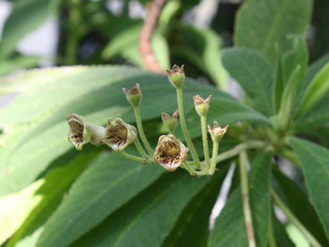 Rhytidophyllum tomentosum