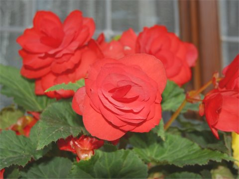 Begonia x hiemalis