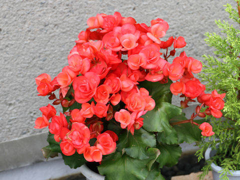 Begonia x hiemalis