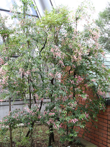 Syzygium luehmannii