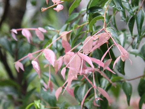 Syzygium luehmannii