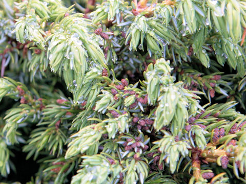 Juniperus communis var. saxatilis 