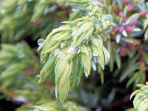 Juniperus communis var. saxatilis 