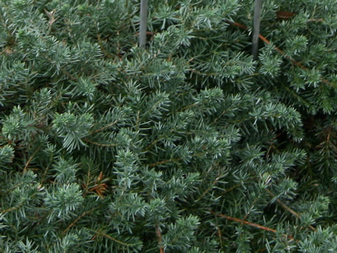 Juniperus communis var. saxatilis