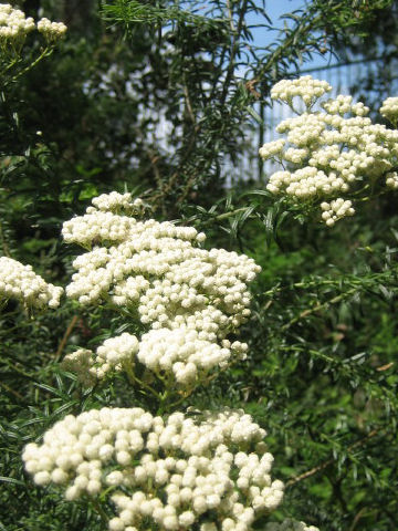 Ozothamnus diosmifolius