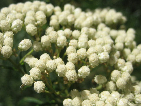 Ozothamnus diosmifolius