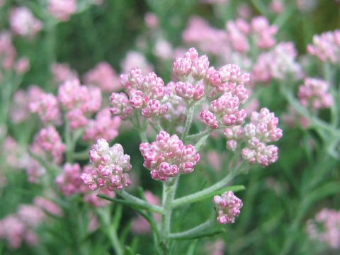 Ozothamnus diosmifolius