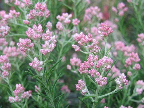 Ozothamnus diosmifolius