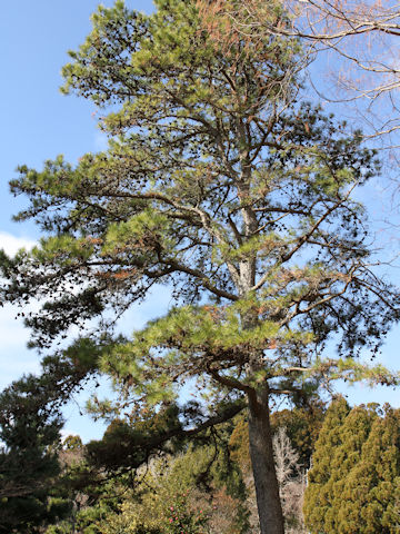 Pinus rigida