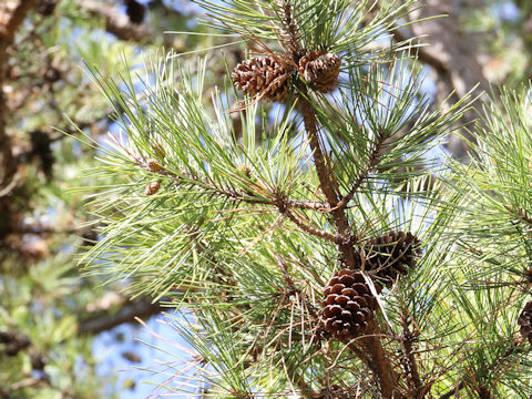 Pinus rigida