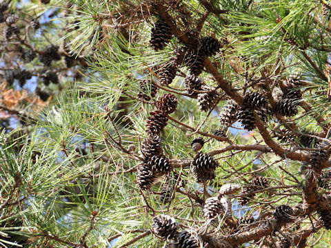 Pinus rigida