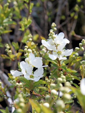 Exochorda racemosa