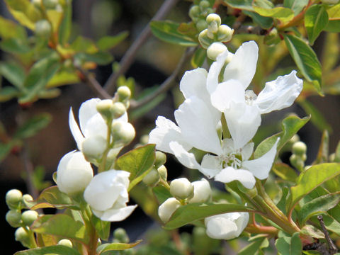 Exochorda racemosa