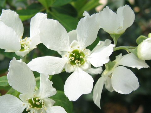 Exochorda racemosa