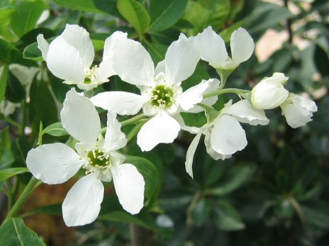 Exochorda racemosa