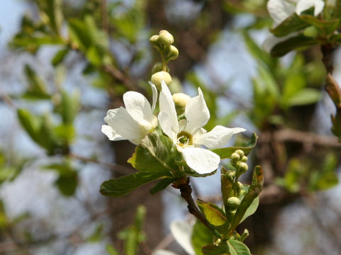 Exochorda racemosa