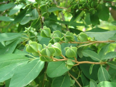 Exochorda racemosa