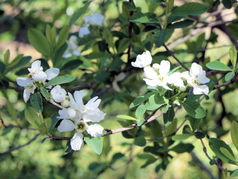 Exochorda racemosa