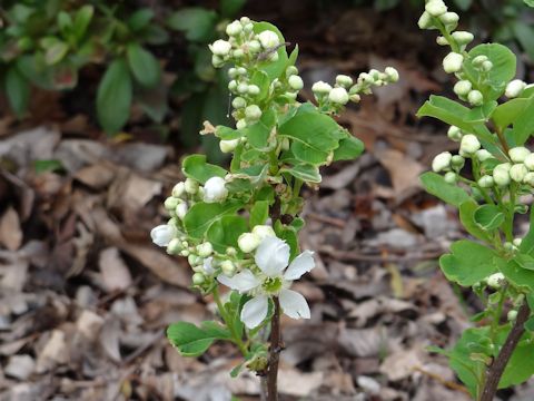 Exochorda racemosa