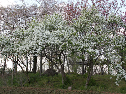 Exochorda racemosa