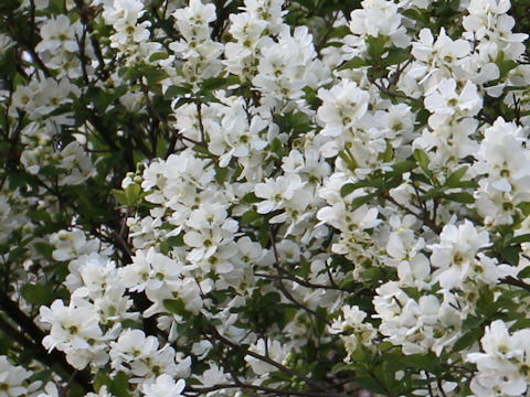 Exochorda racemosa