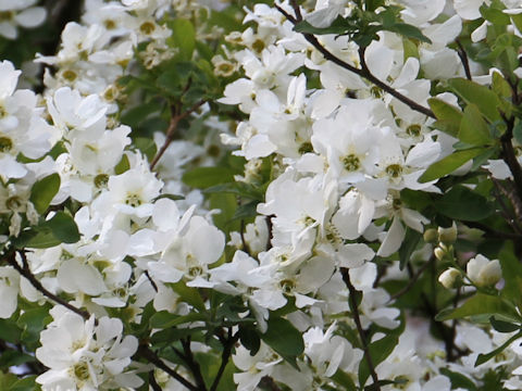 Exochorda racemosa