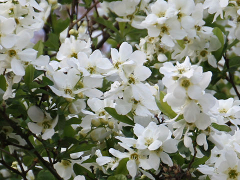 Exochorda racemosa