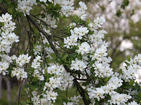 Exochorda racemosa