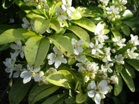 Exochorda racemosa