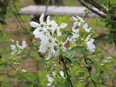 リキュウバイ (Exochorda racemosa)