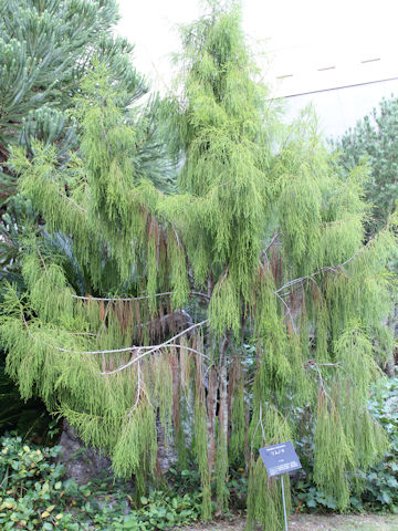 Dacrydium cupressinum