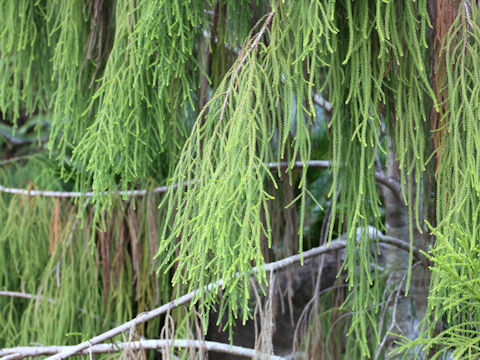 Dacrydium cupressinum