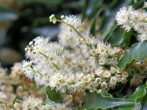 Prunus spinulosa