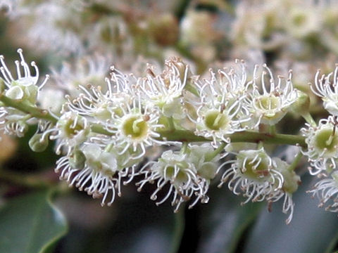 Prunus spinulosa