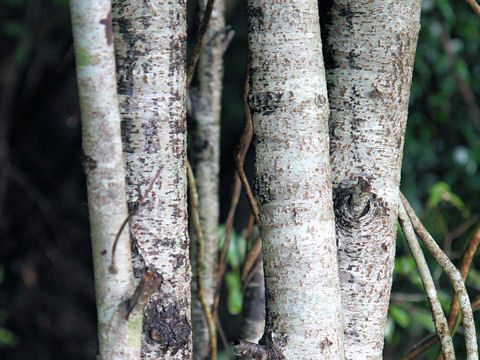 Prunus spinulosa