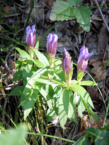 Gentiana scabra var. buergeri