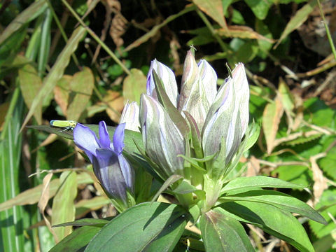 Gentiana scabra var. buergeri