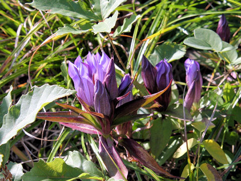 Gentiana scabra var. buergeri