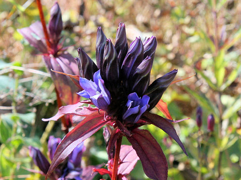 Gentiana scabra var. buergeri