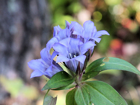 Gentiana scabra var. buergeri