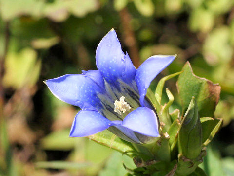 Gentiana scabra var. buergeri