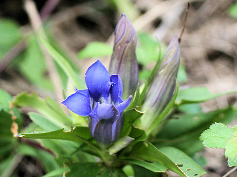 Gentiana scabra var. buergeri