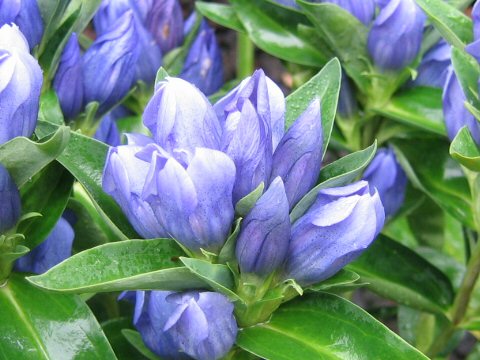 Gentiana scabra var. buergeri