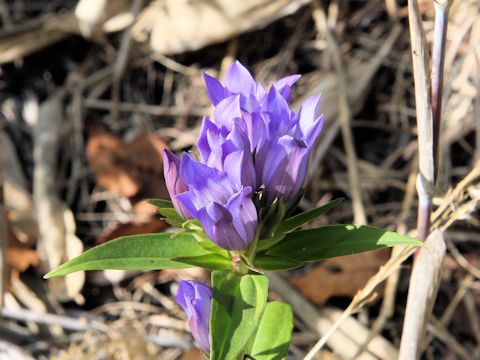 Gentiana scabra var. buergeri