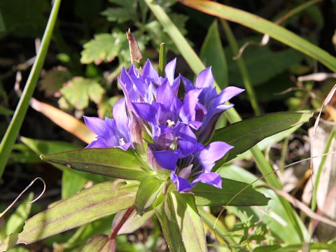 Gentiana scabra var. buergeri