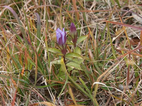 Gentiana scabra var. buergeri