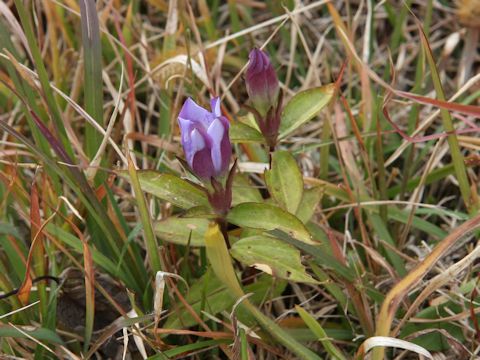 Gentiana scabra var. buergeri