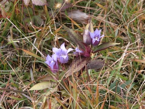 Gentiana scabra var. buergeri