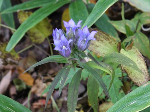 Gentiana scabra var. buergeri