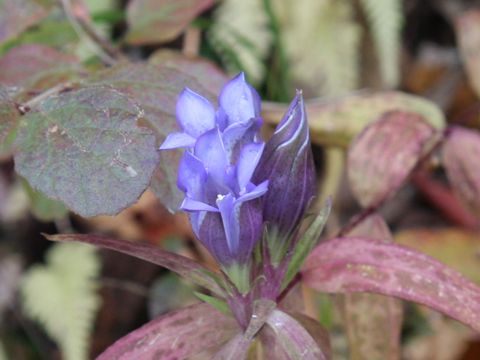 Gentiana scabra var. buergeri